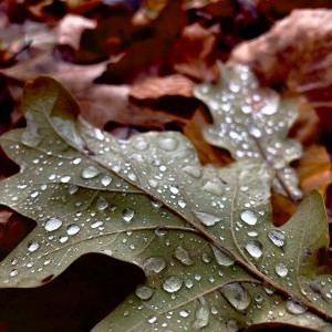 IMG_0334