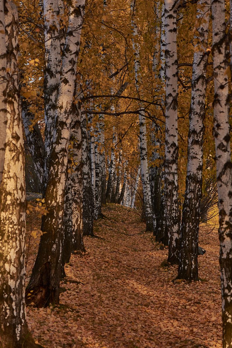Золотая осень