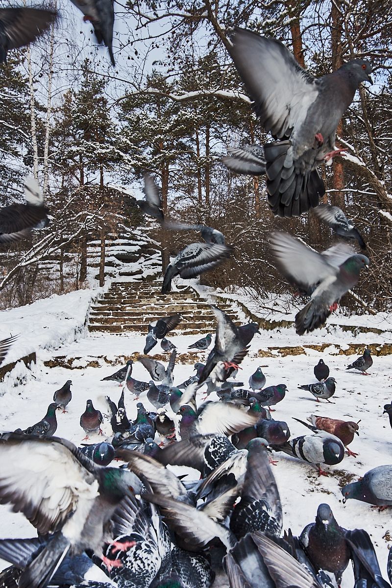 голуби в парке