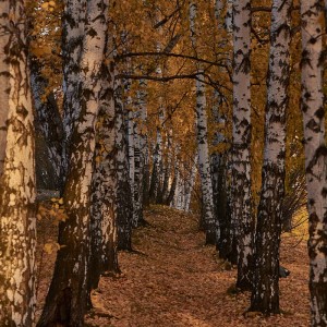 Золотая осень