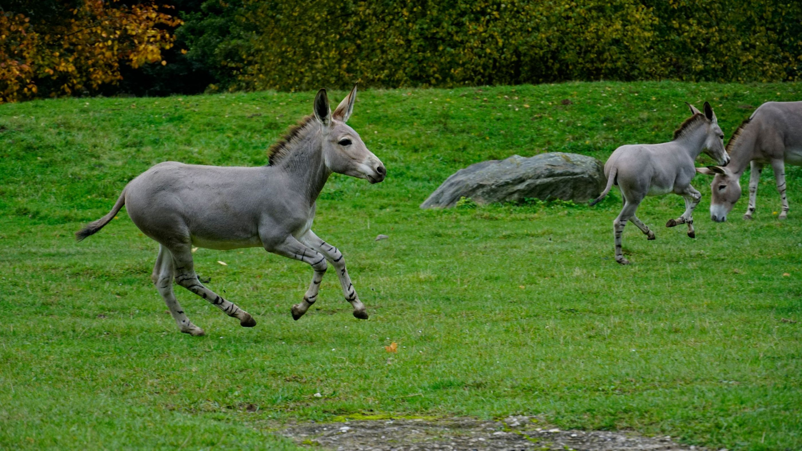 Osel somálský v běhu