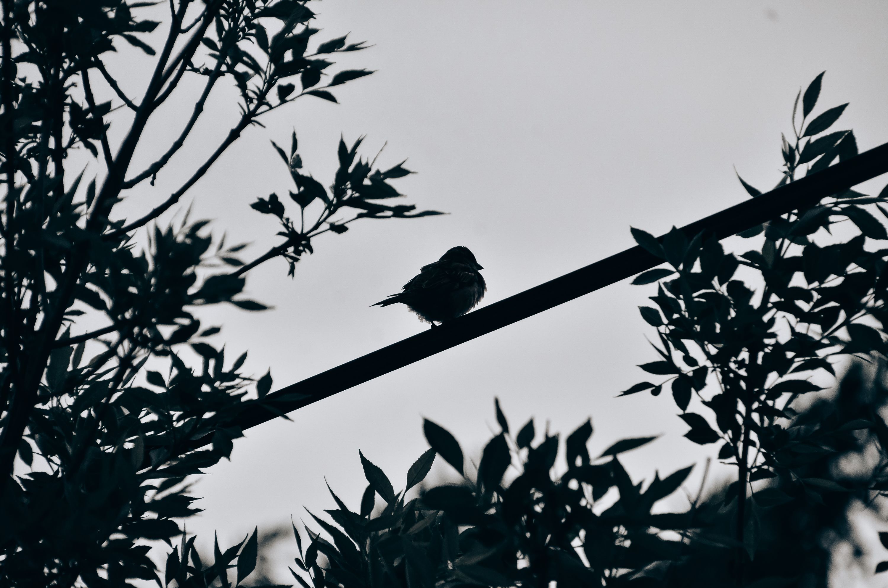 inbound3804314614504750063