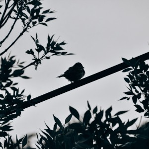 inbound3804314614504750063