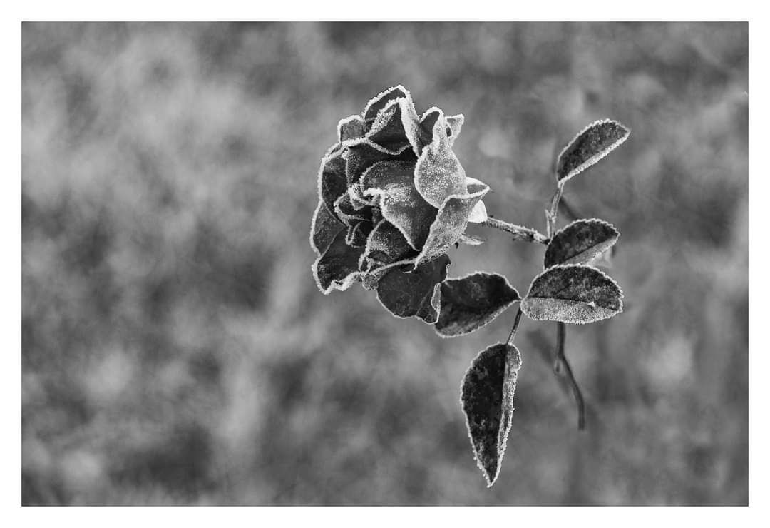 FB_IMG_1603217375892