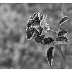 FB_IMG_1603217375892