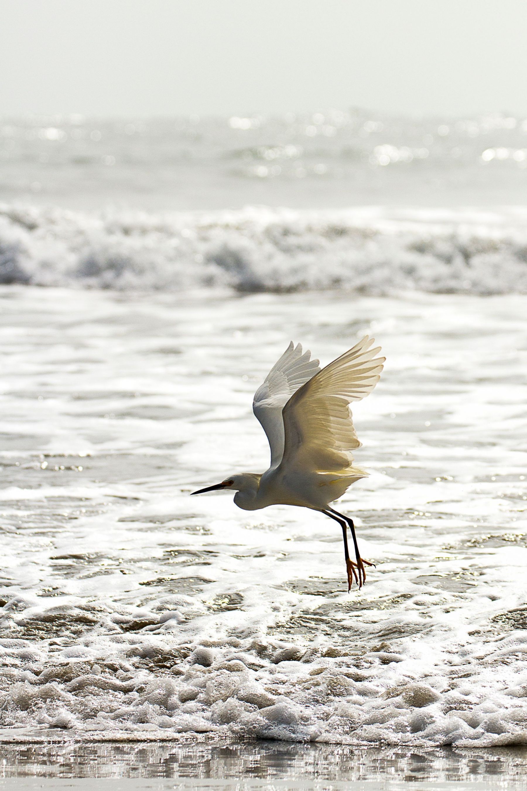 Alto vuelo