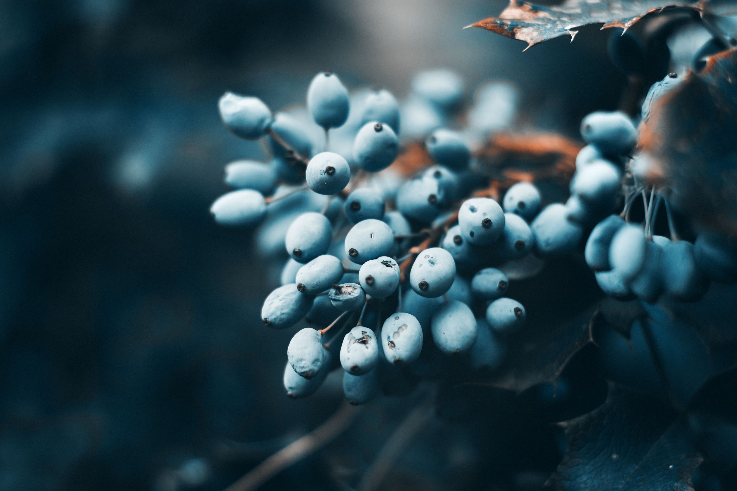 blue berries