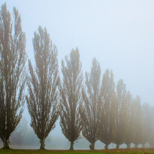 inbound5945115293909290771