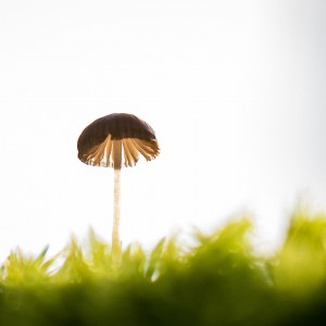 DSC_9176-2-1
