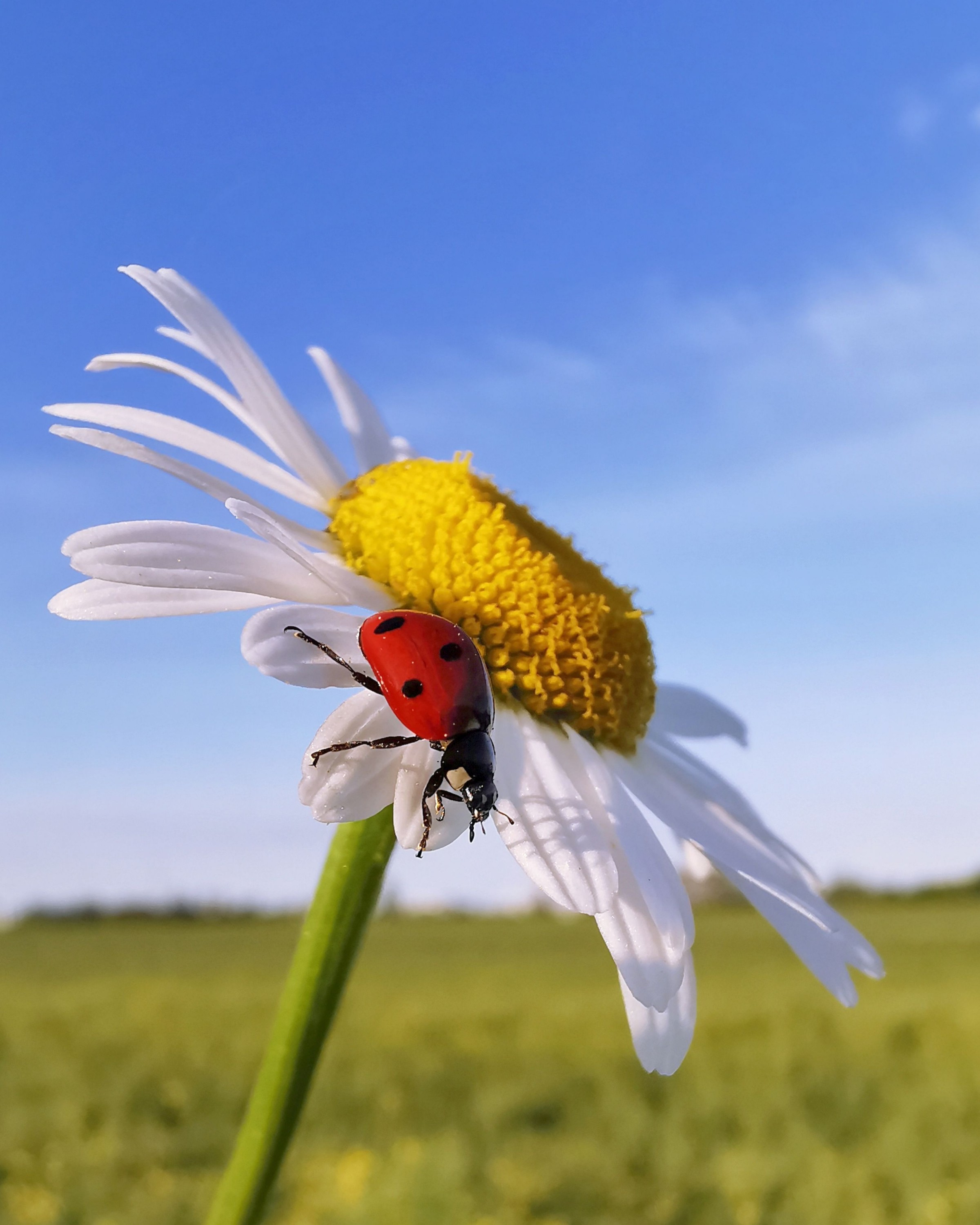 inbound2847564519954154379