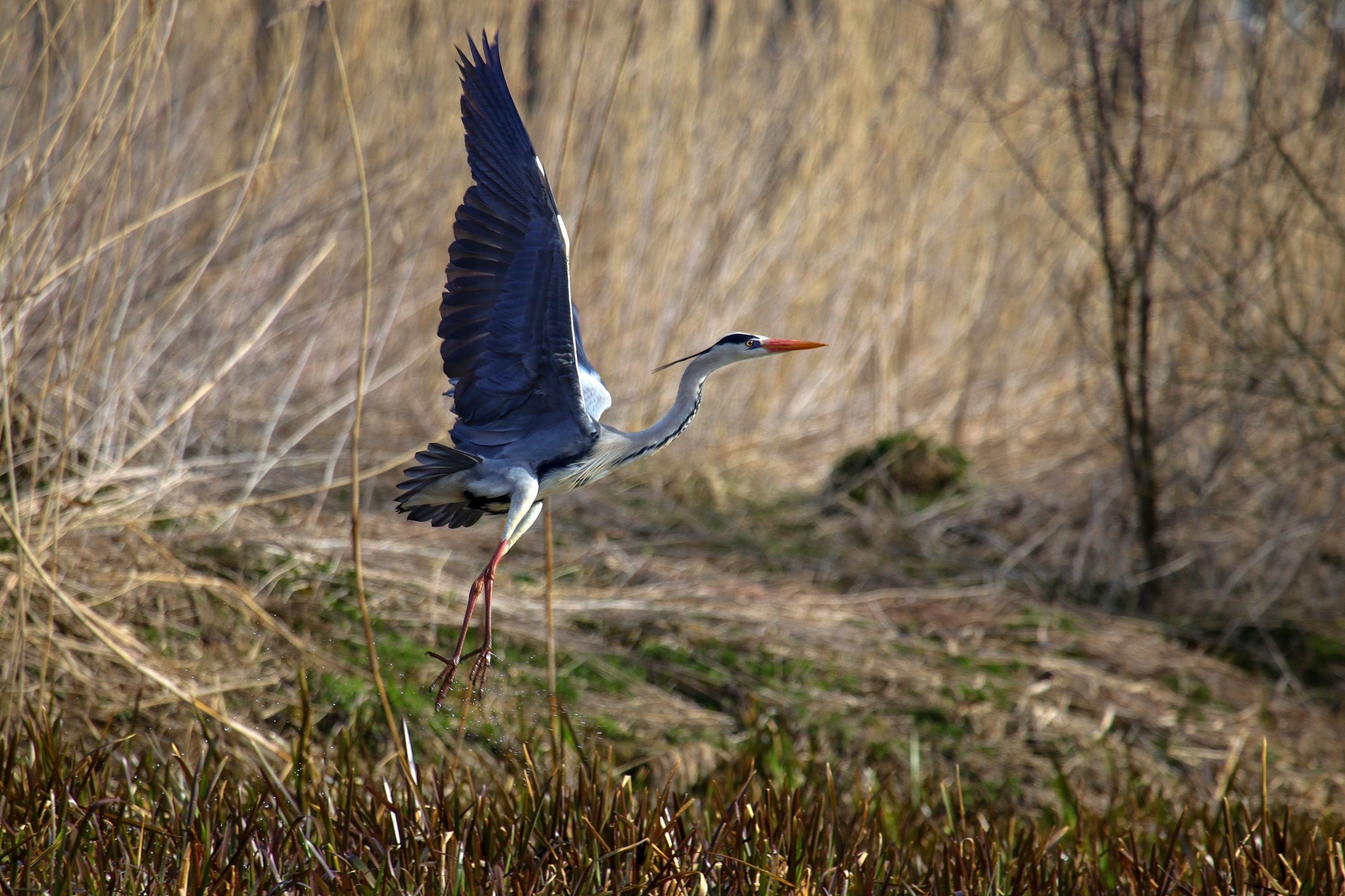 Volavka popelavá ( Ardea cinerea)