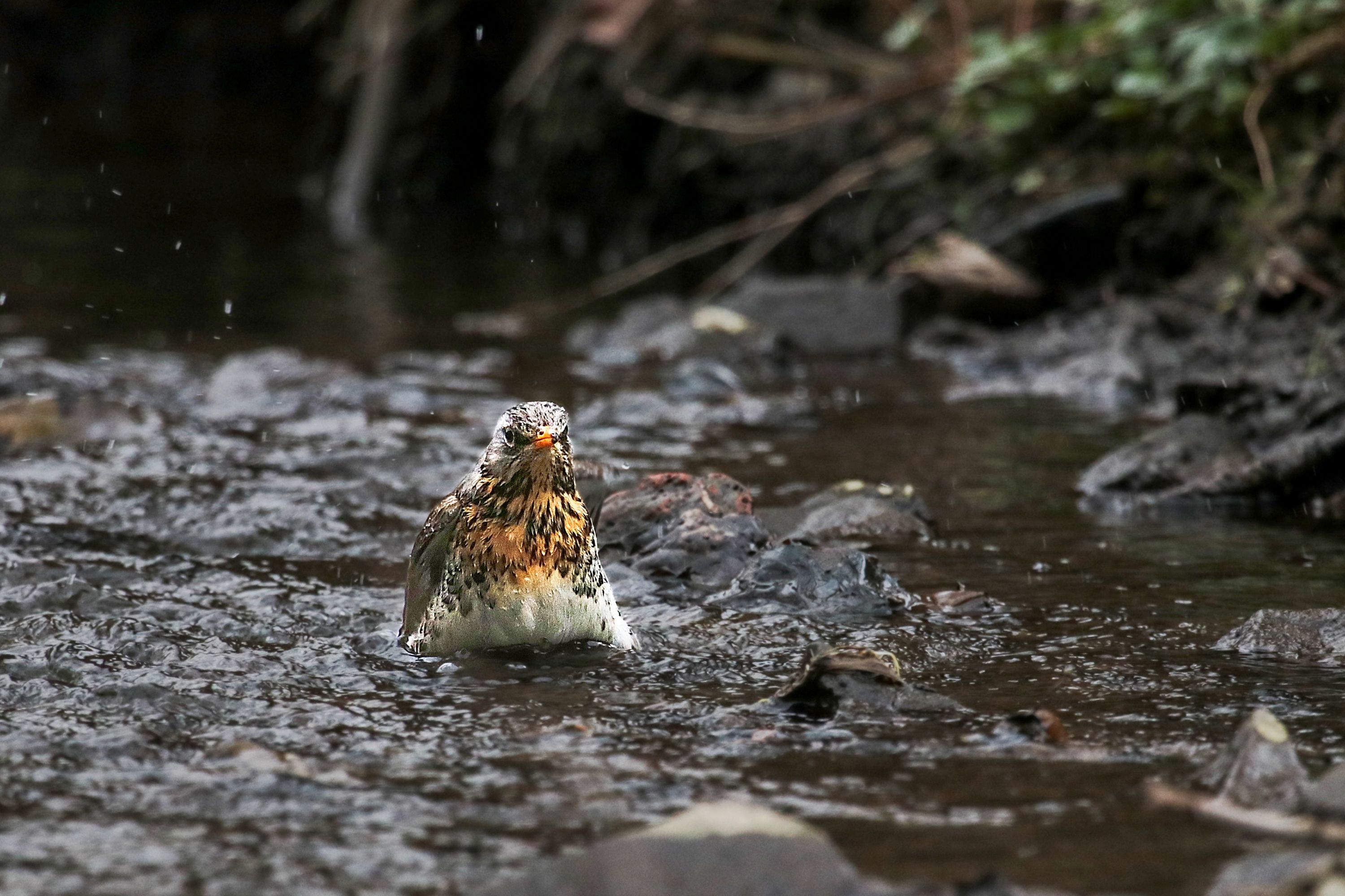 Drozd kvíčala (Turdus pilaris) Thrush and bath
