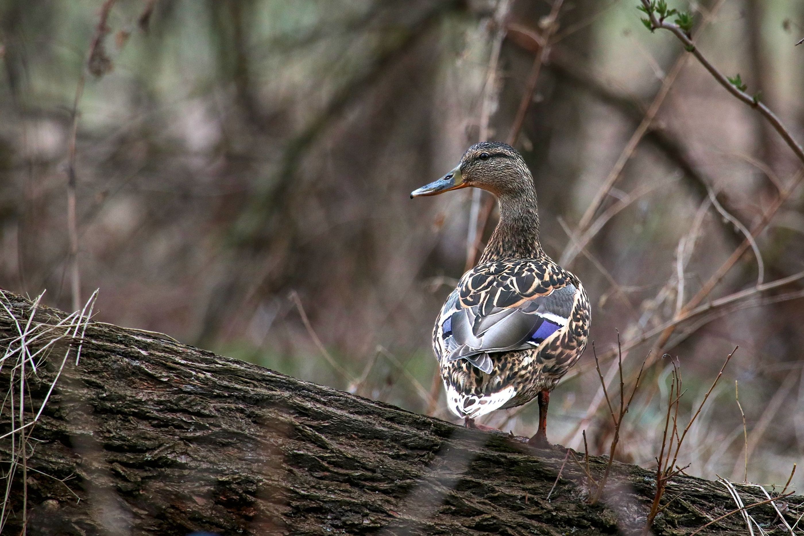 Kachna divoká (Anas platyrhynchos) Wild duck