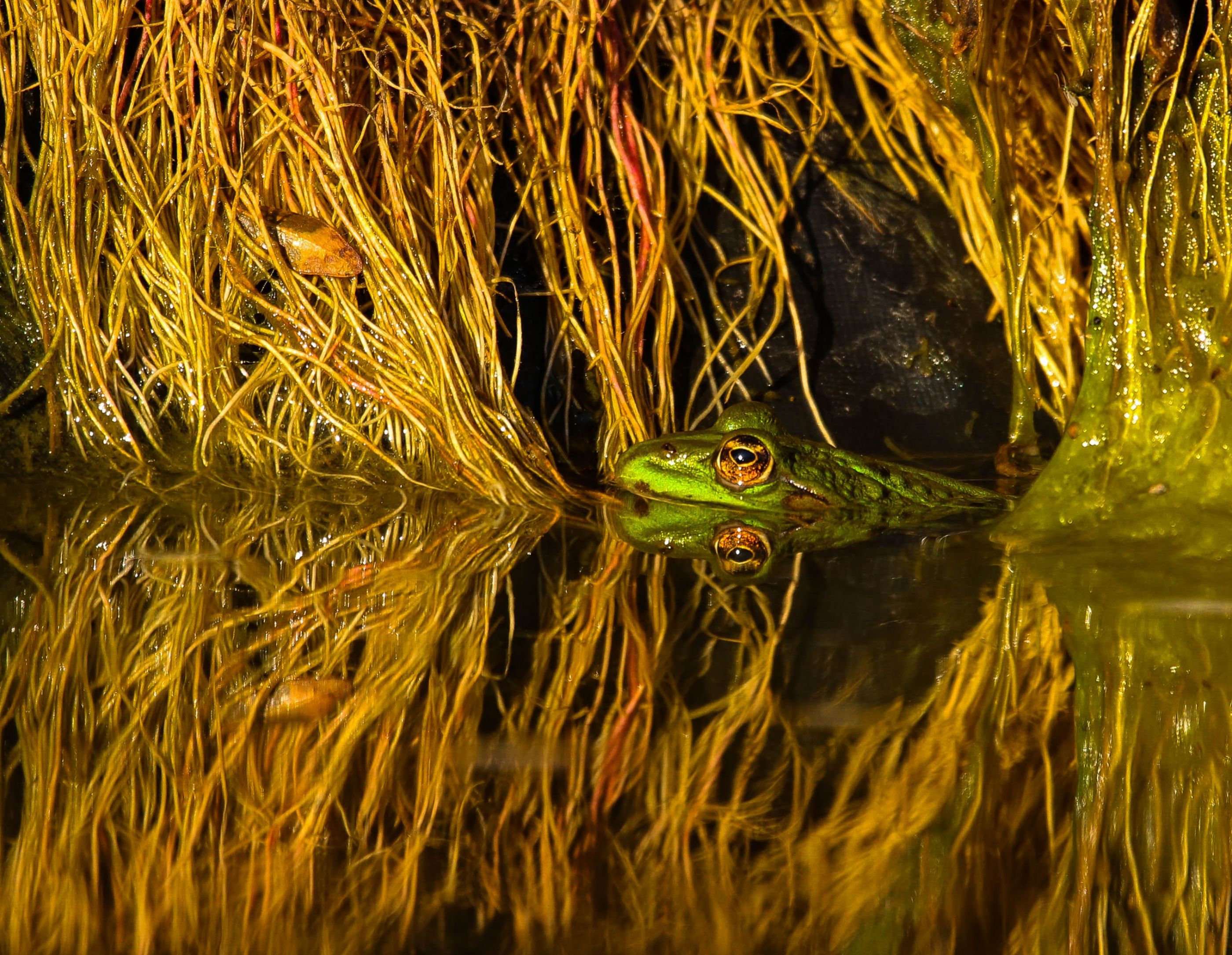 Skokan zelený (Pelophylax)