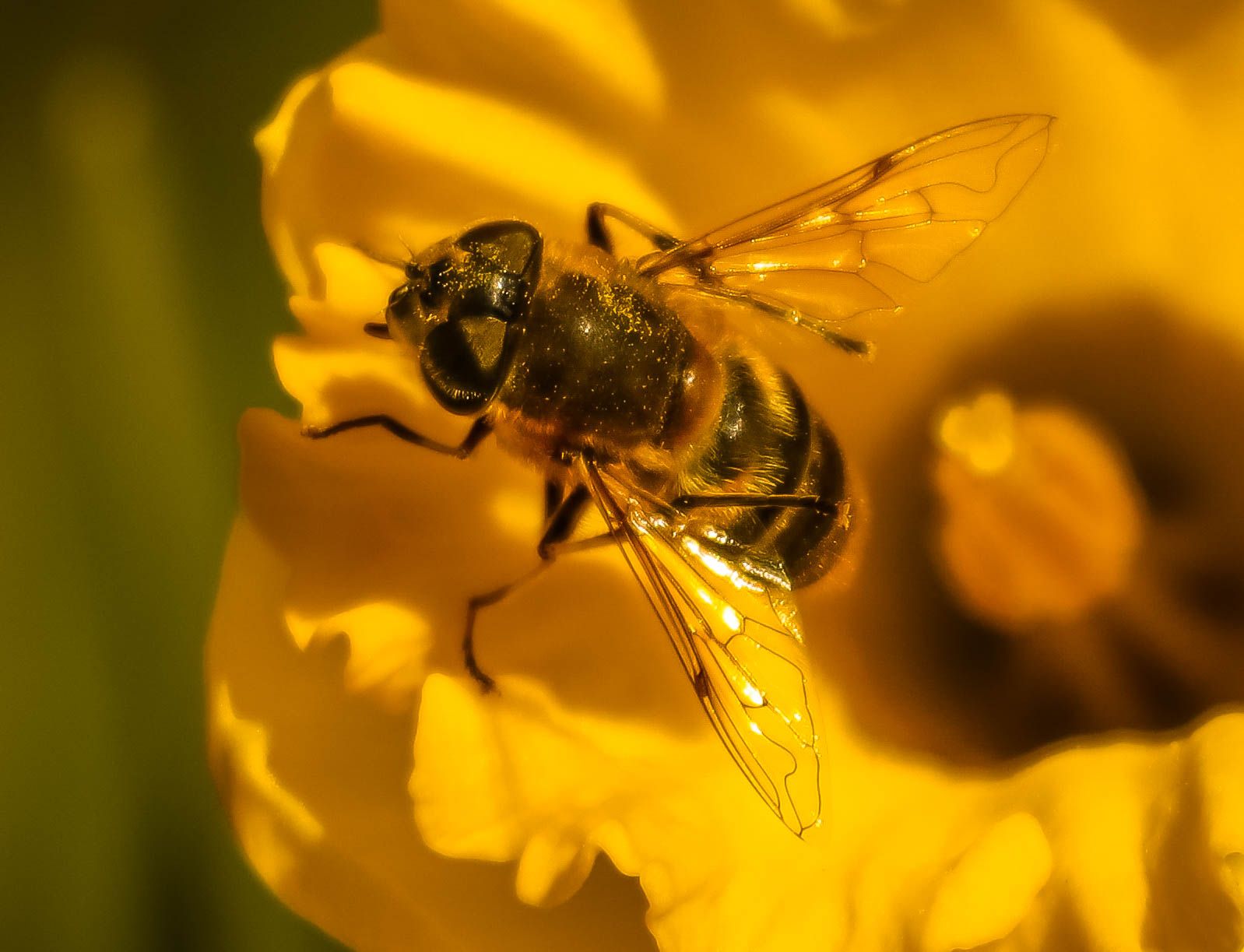Včela medonosná (Apis mellifera)