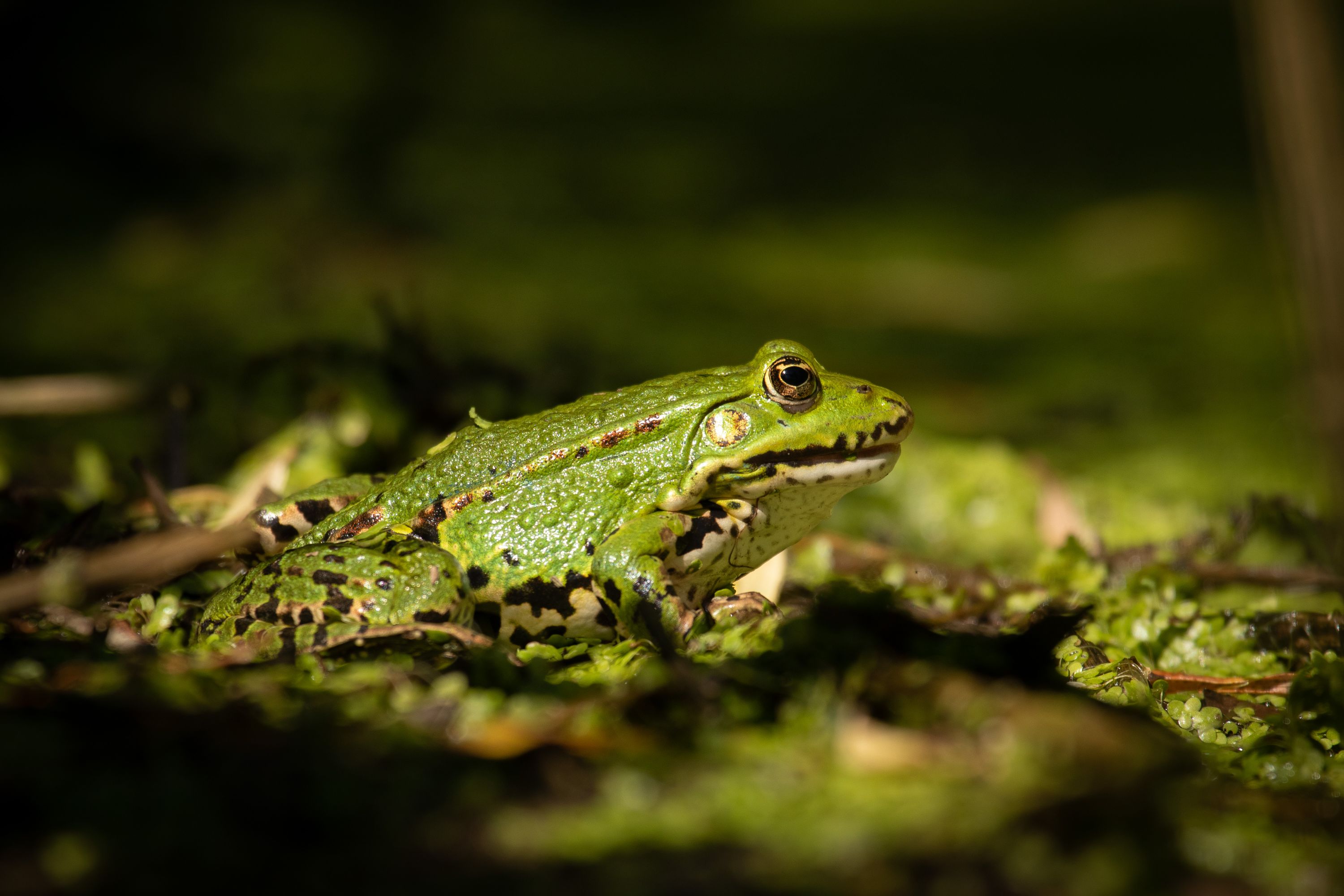 Pelophylax