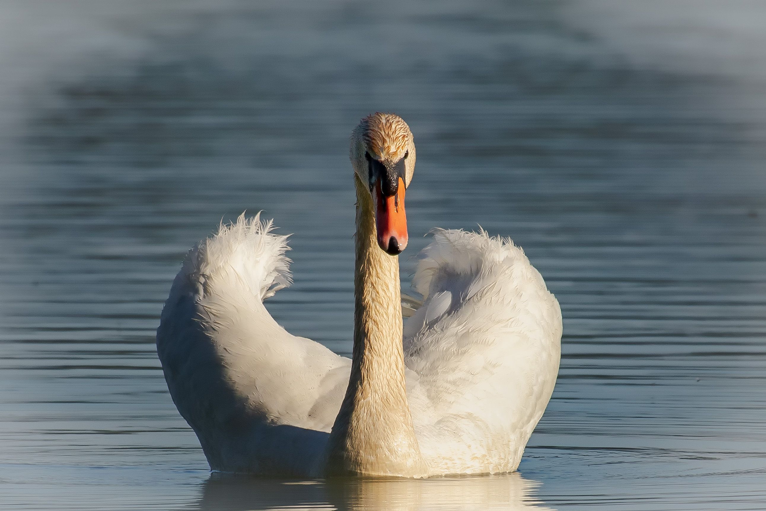 Swan - Cygnus olor