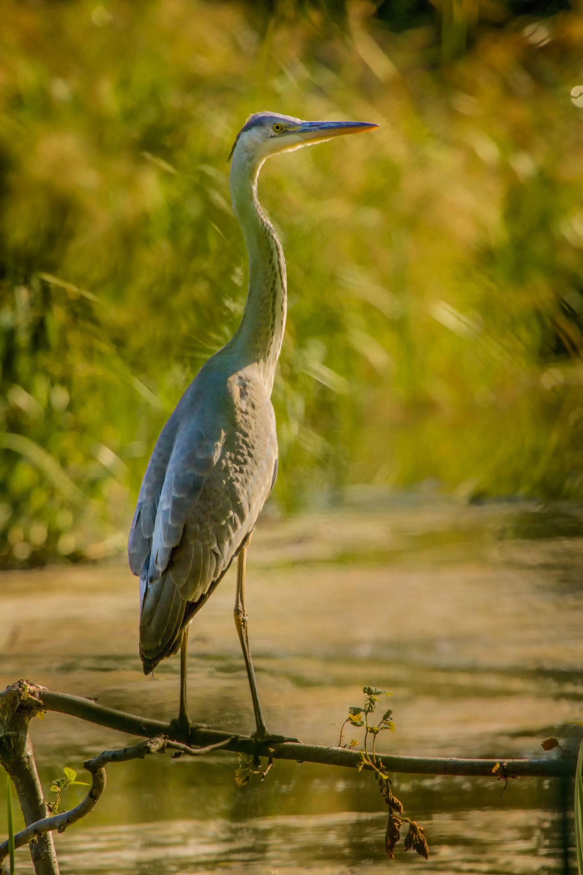 Ardea cinerea /Volavka popelavá/