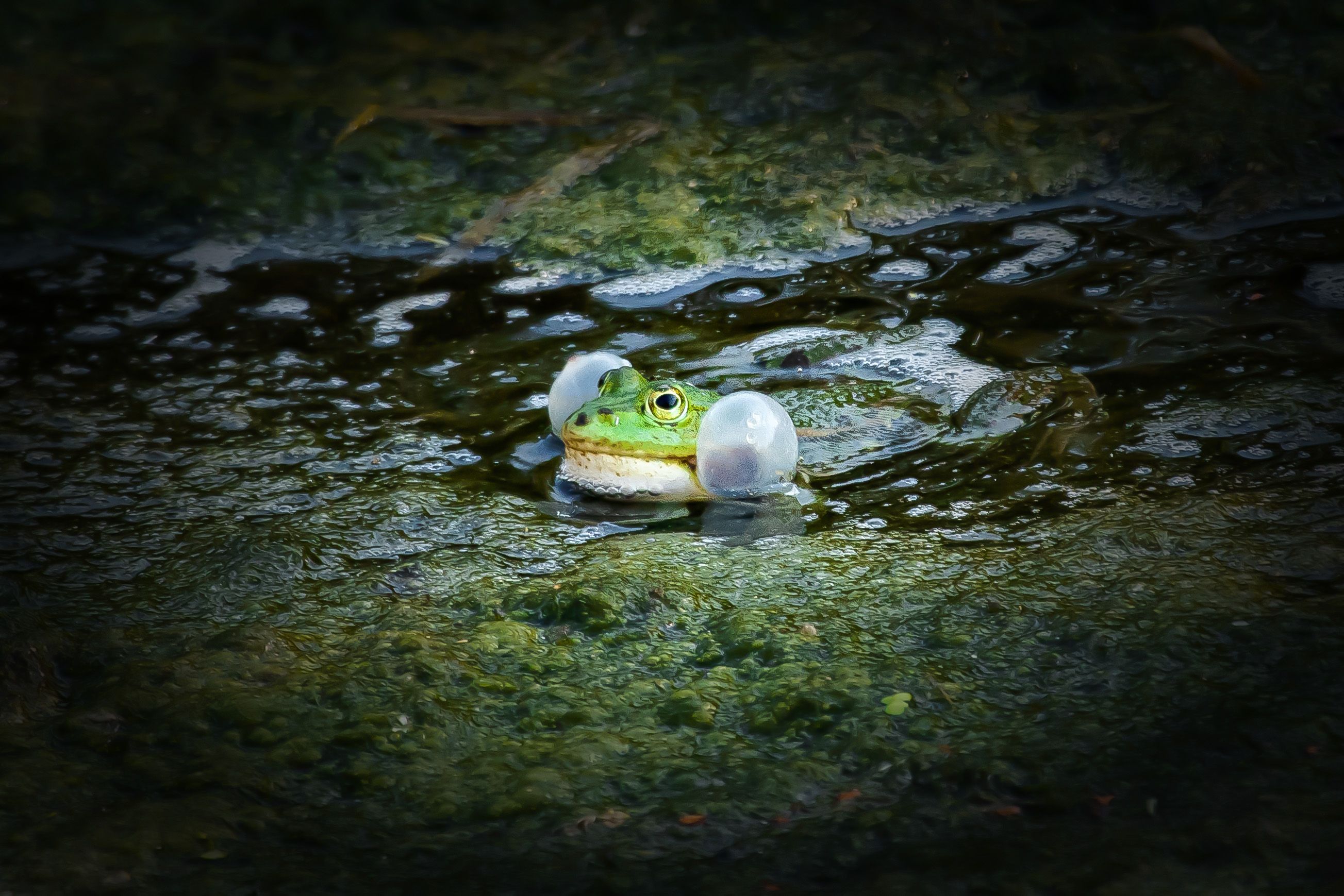 Pelophylax / Skokan zelený/