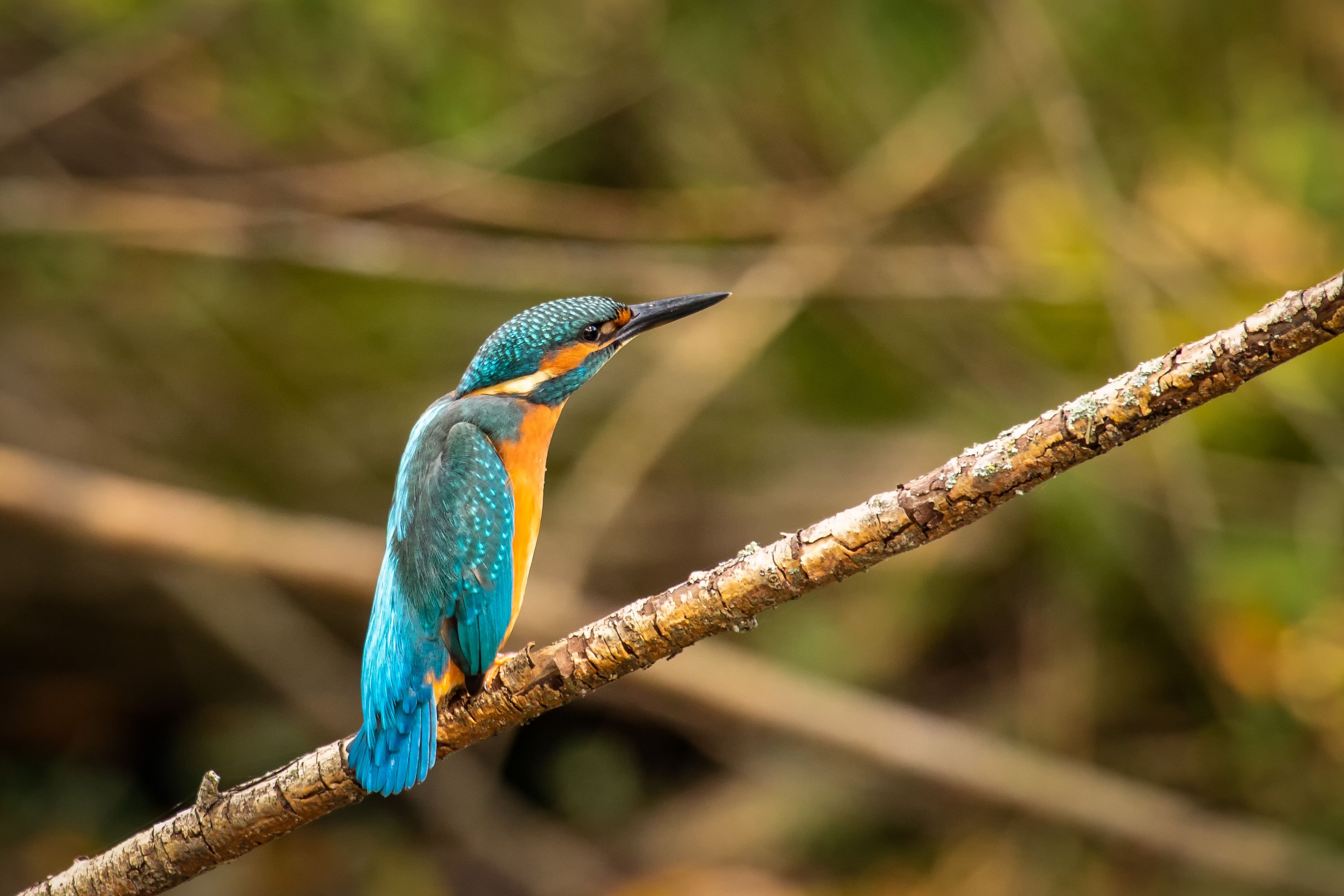 Ledňáček říční   /Alcedo atthis/