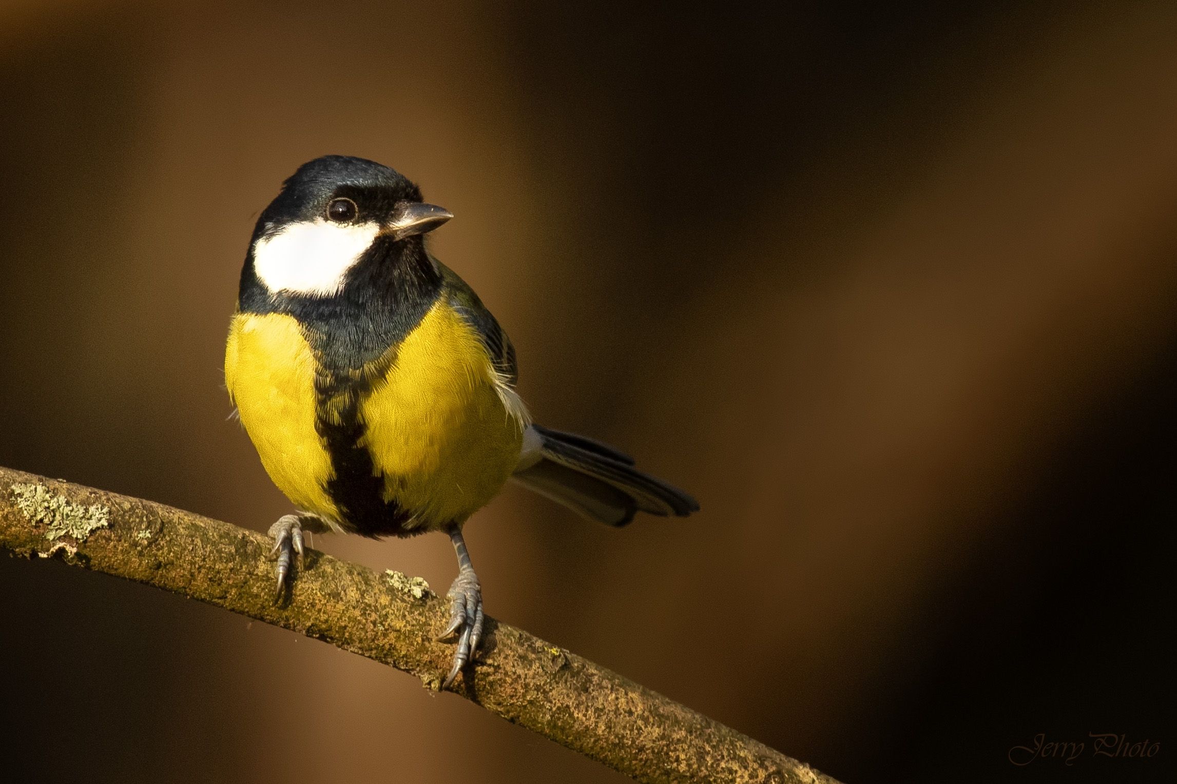 Sýkora koňadra (Parus major)