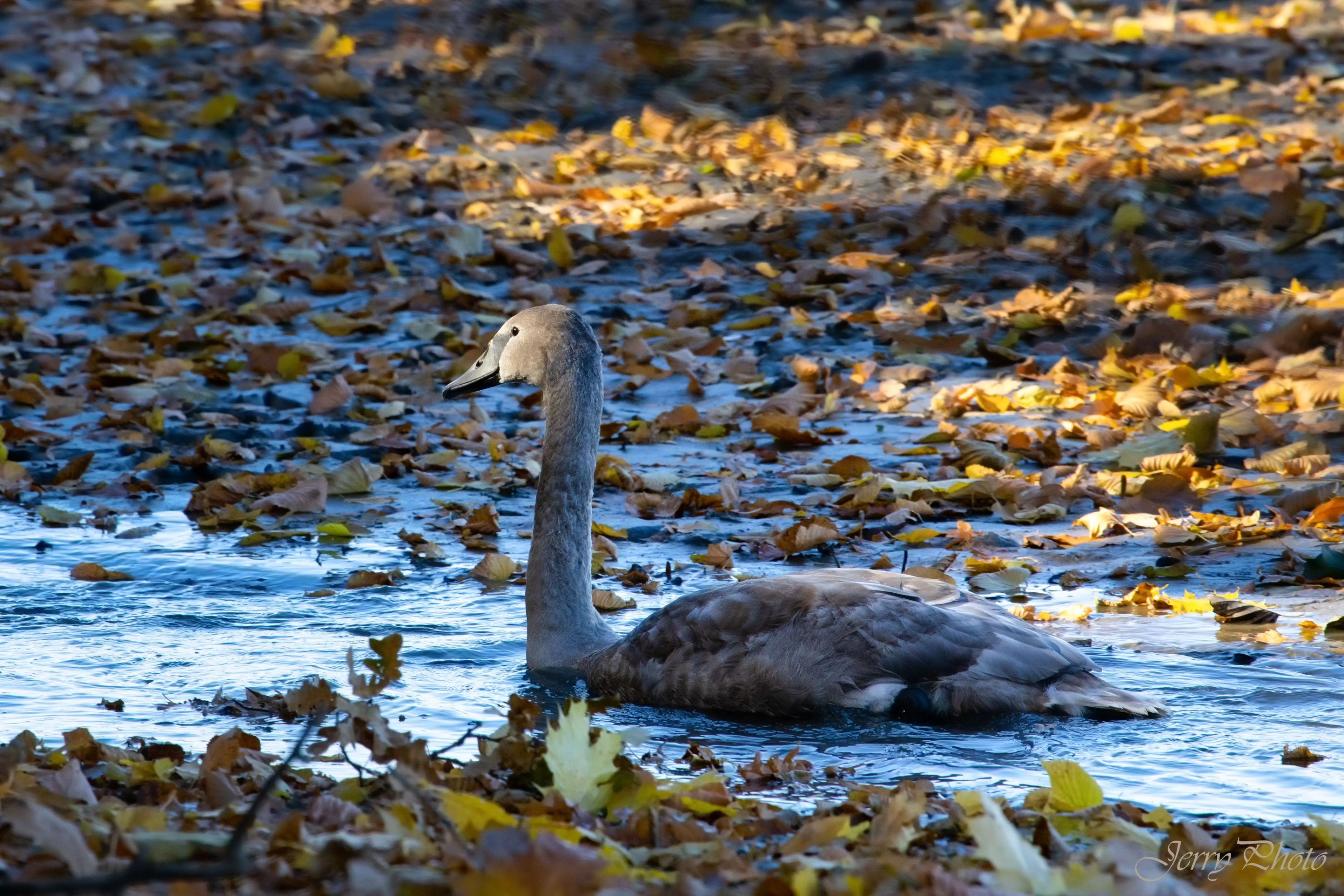 Labuť velká - mladá (Cygnus olor - young)