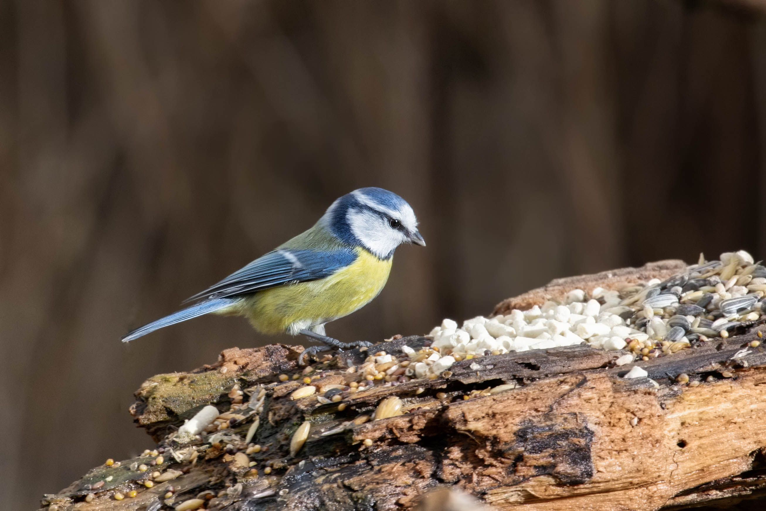 Sýkora modřinka (Cyanistes caeruleus)