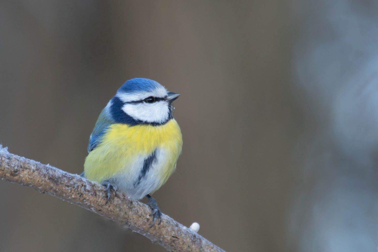 Sýkora modřinka (Cyanistes caeruleus)