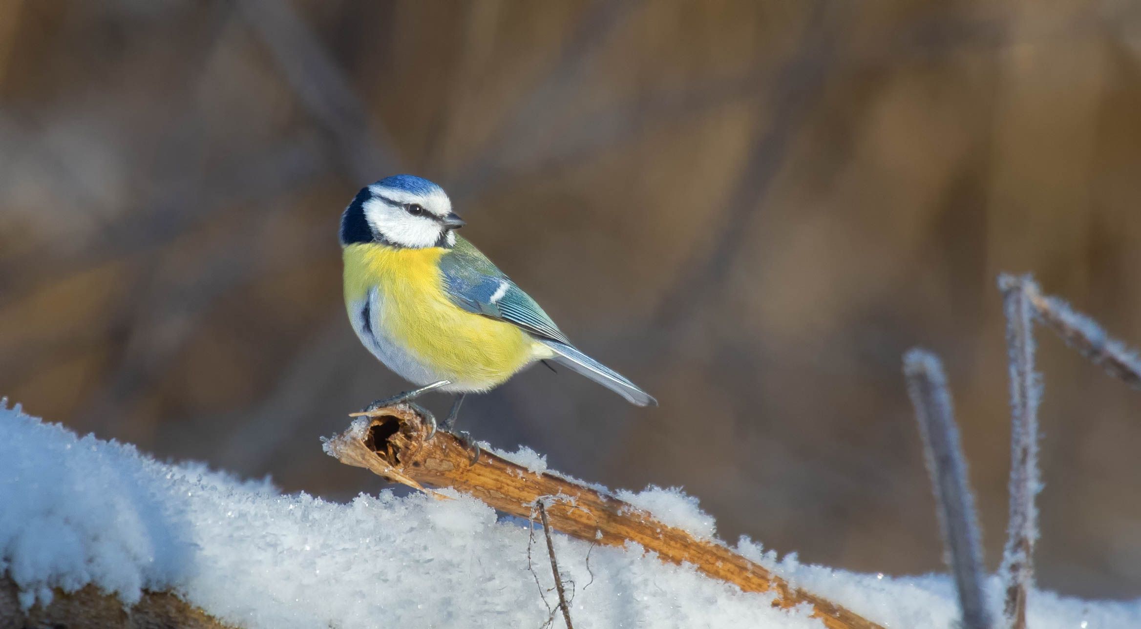 Sýkora modřinka (Cyanistes caeruleus)