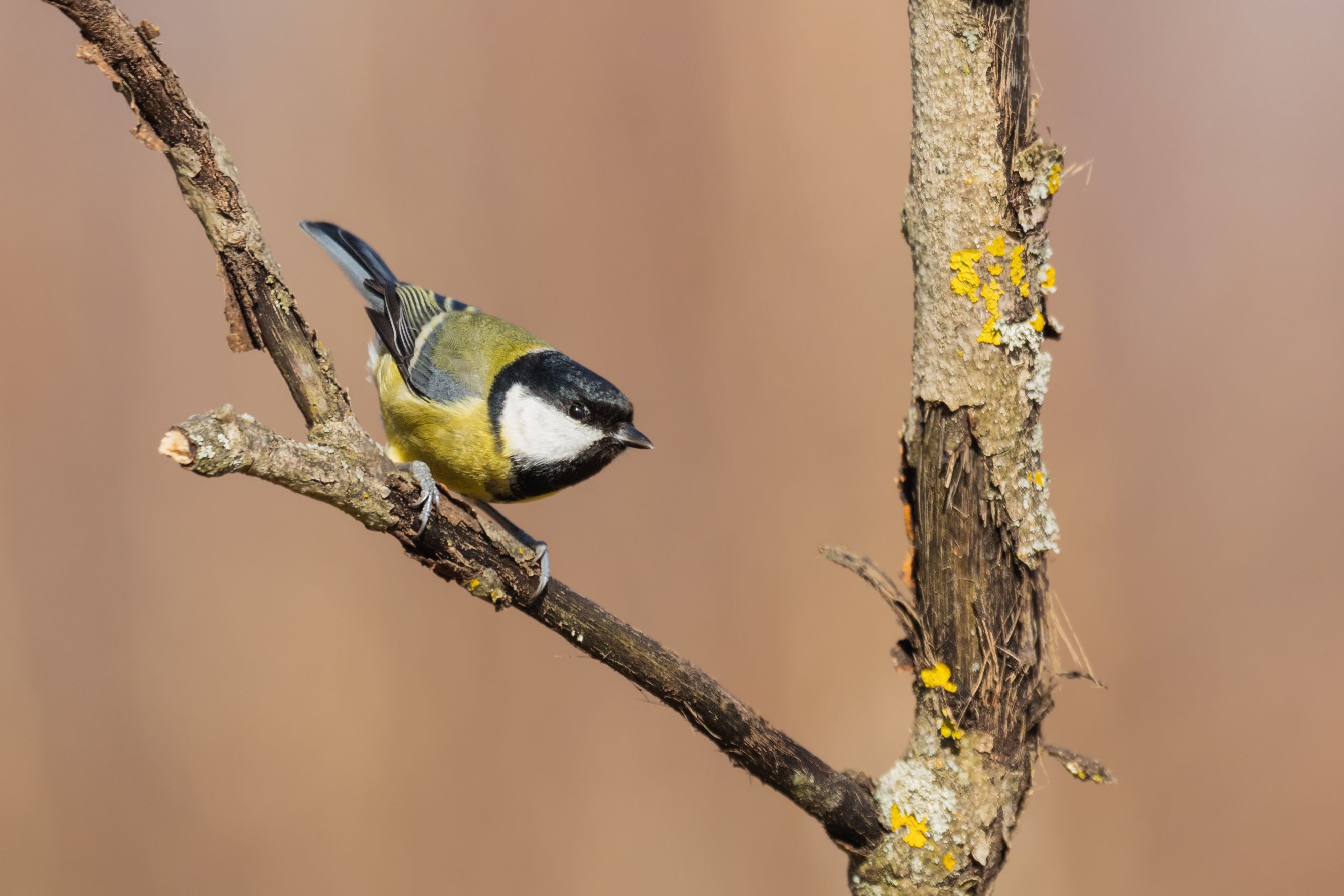 Sýkora koňadra (Parus major)