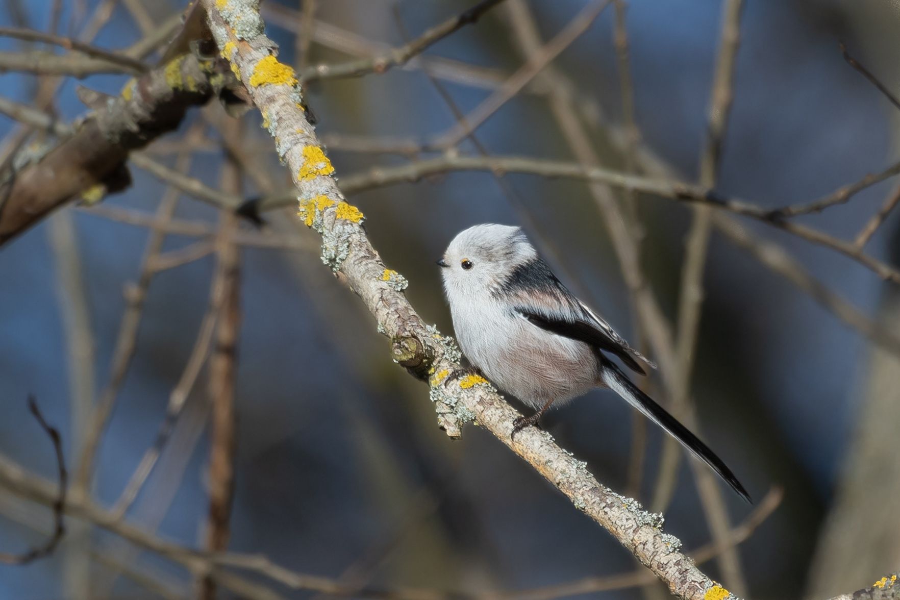 Mlynařík dlouhoocasý (Aegithalos caudatus)