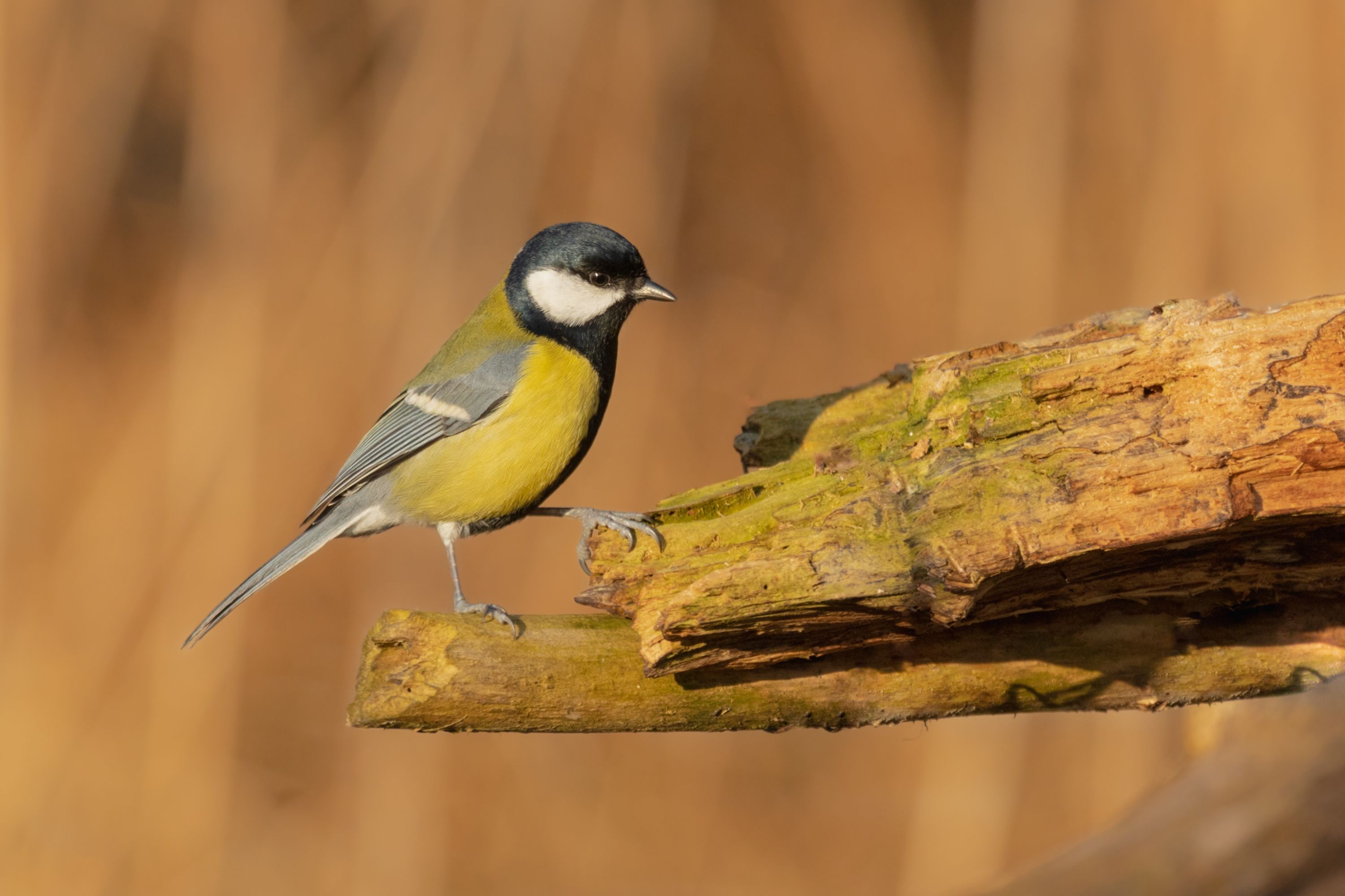 Sýkora koňadra (Parus major)