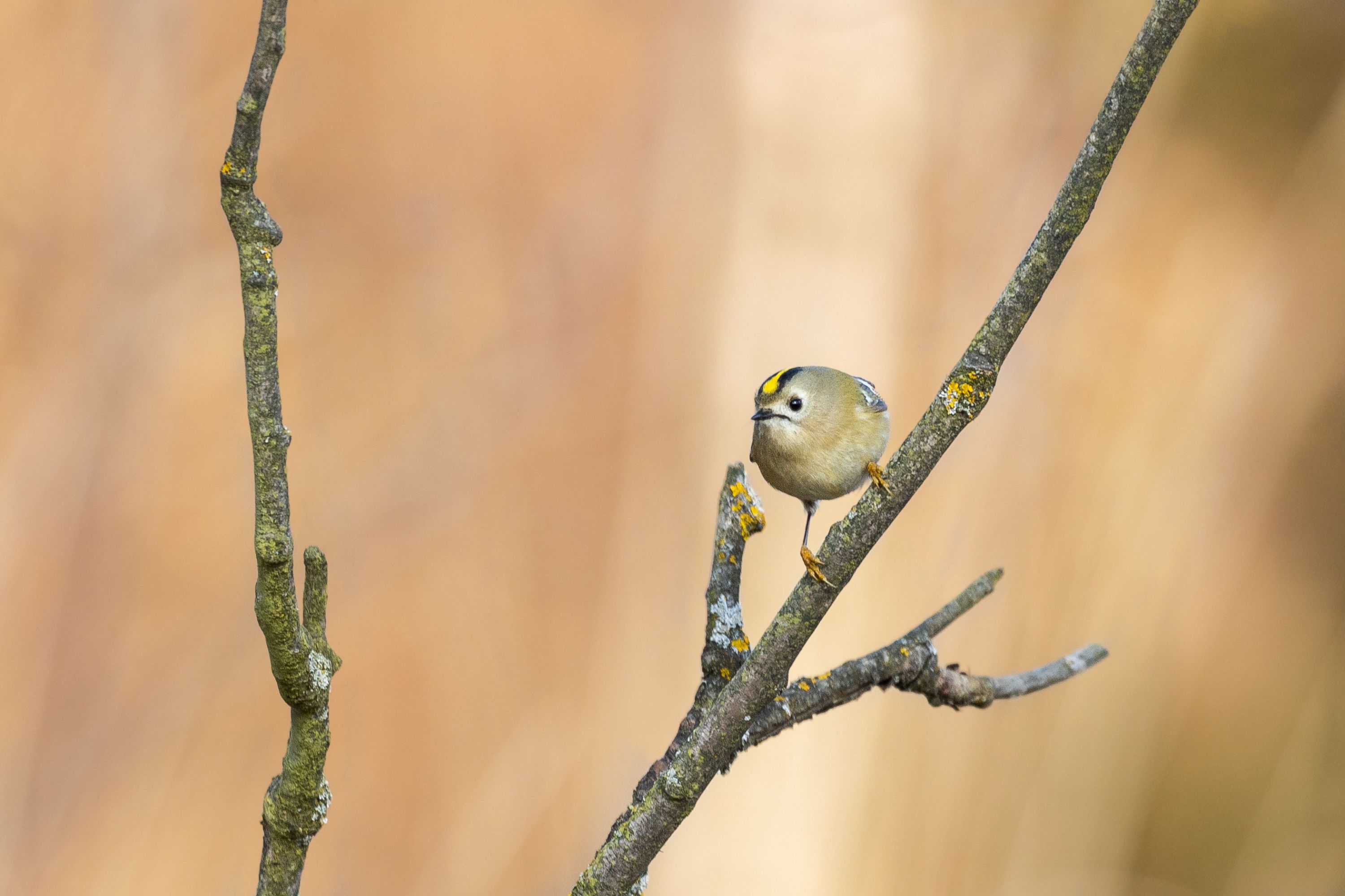 Králíček obecný (Regulus regulus)