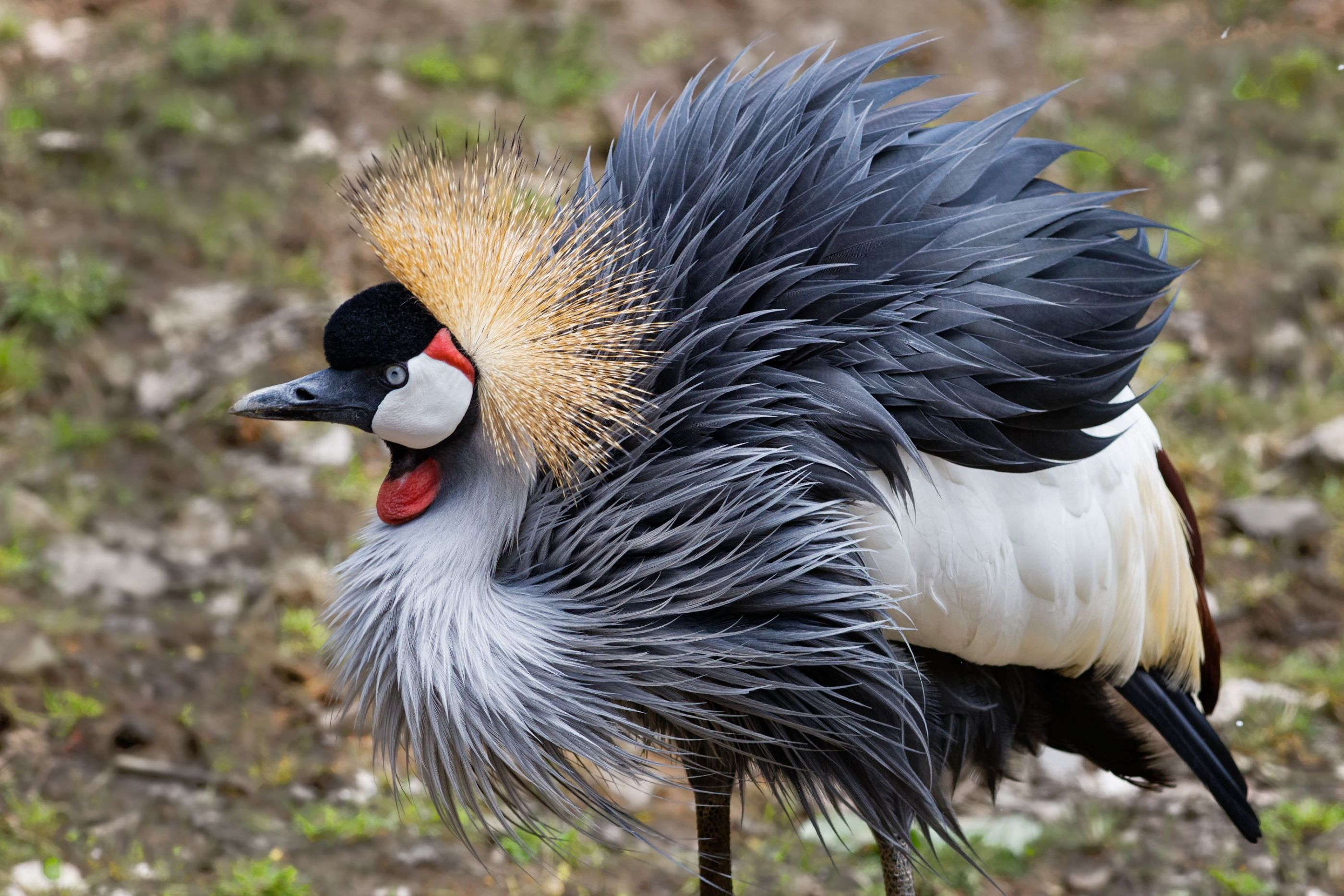 Jeřáb královský  ZOO Dvůr Králové CZ