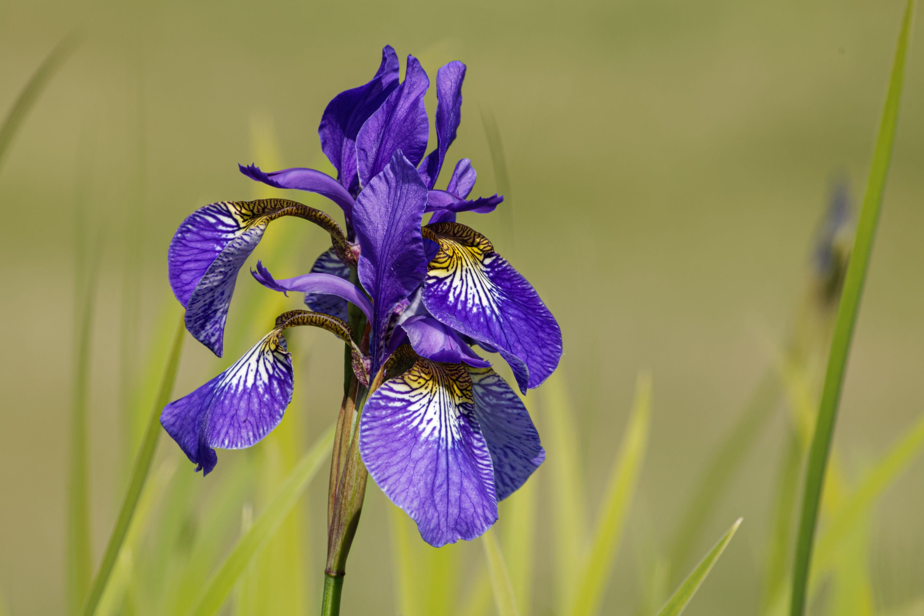 Iris