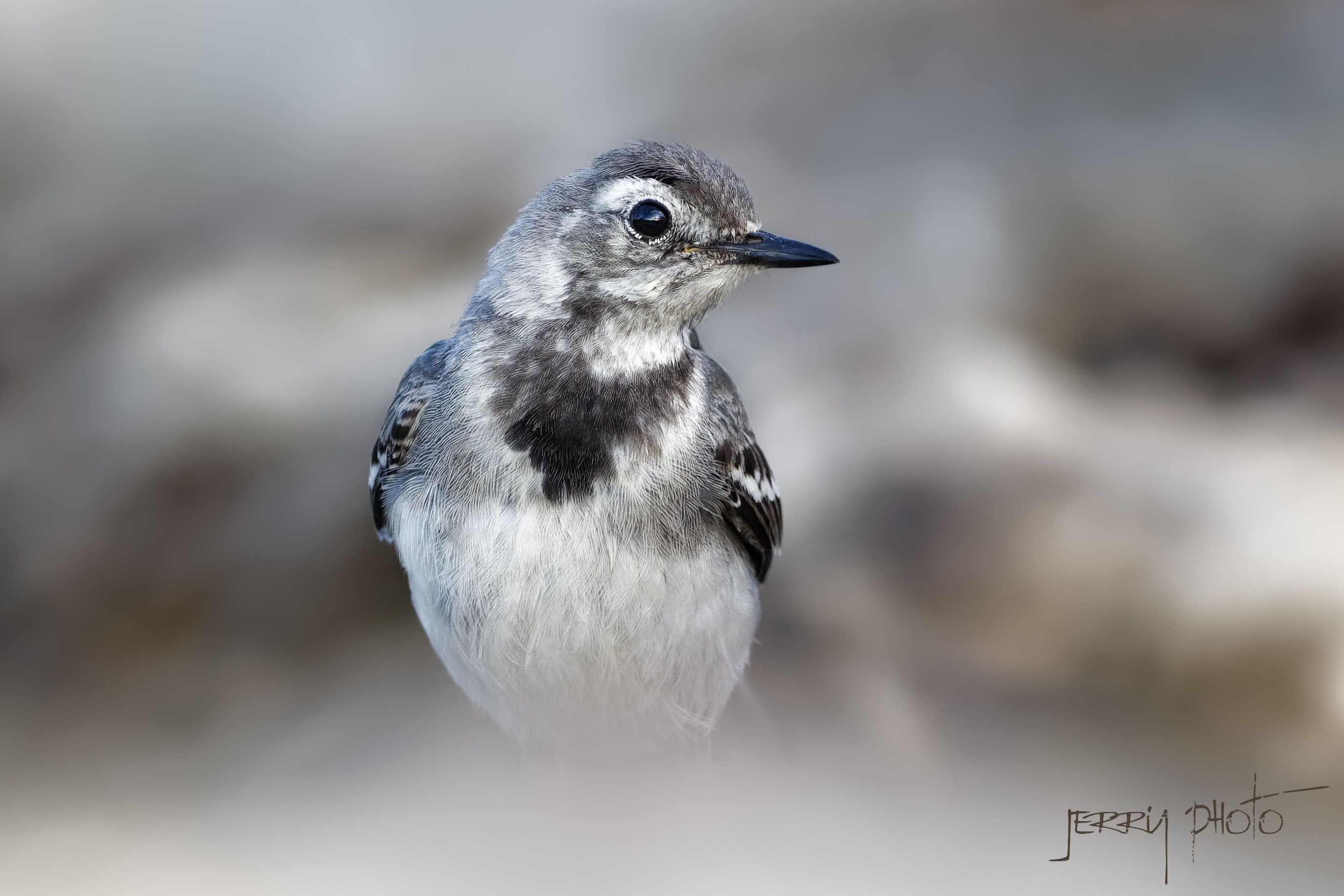 Konipas bílý - junior  /Motacilla alba - junior/