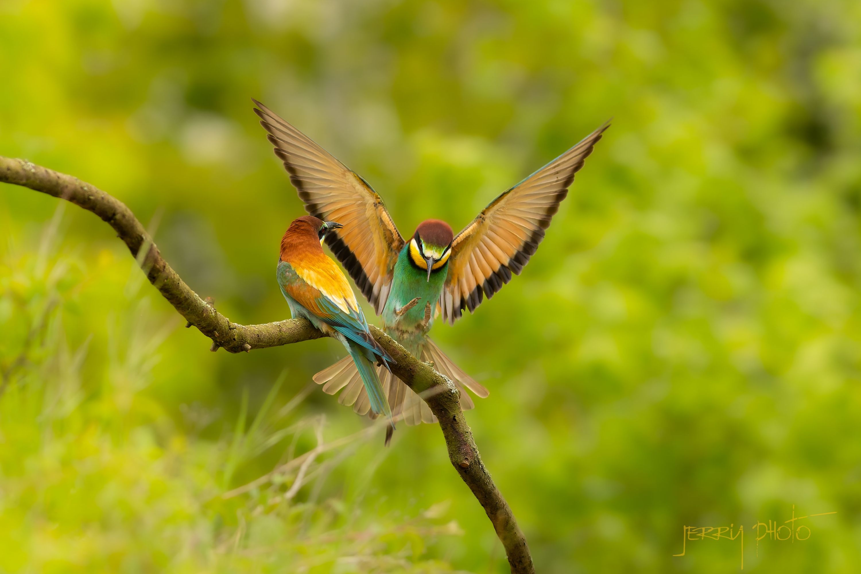 Vlha pestrá / Merops apiaster/