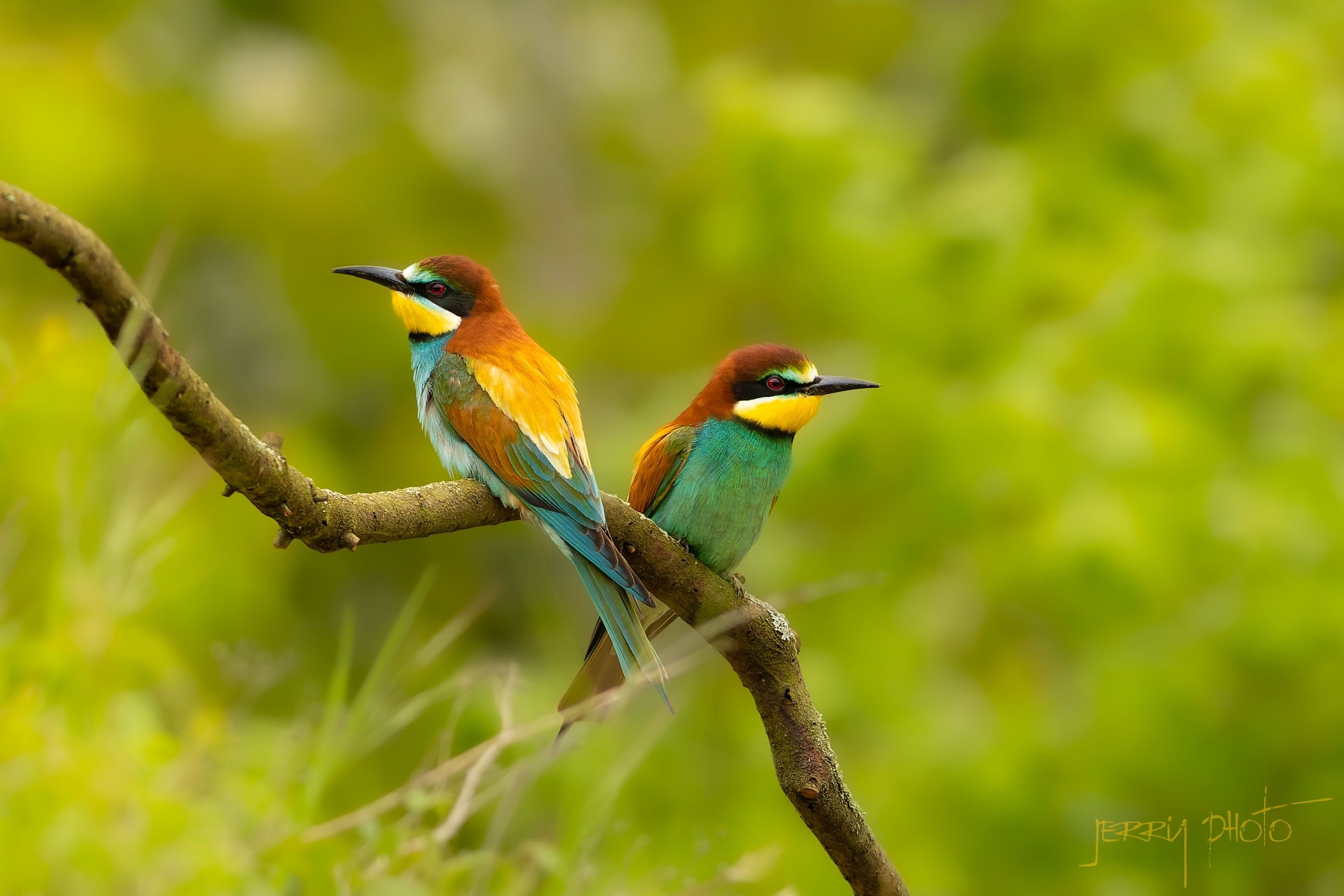 Vlha pestrá / Merops apiaster/