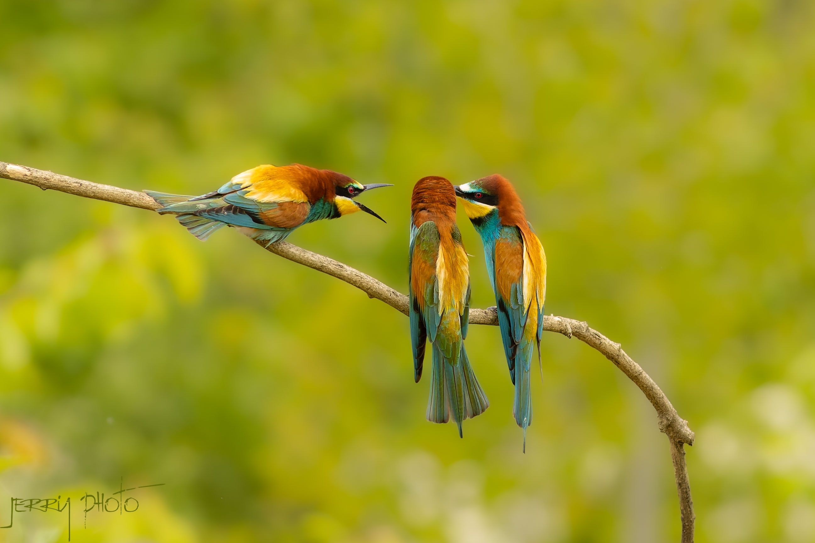 Vlha pestrá / Merops apiaster/