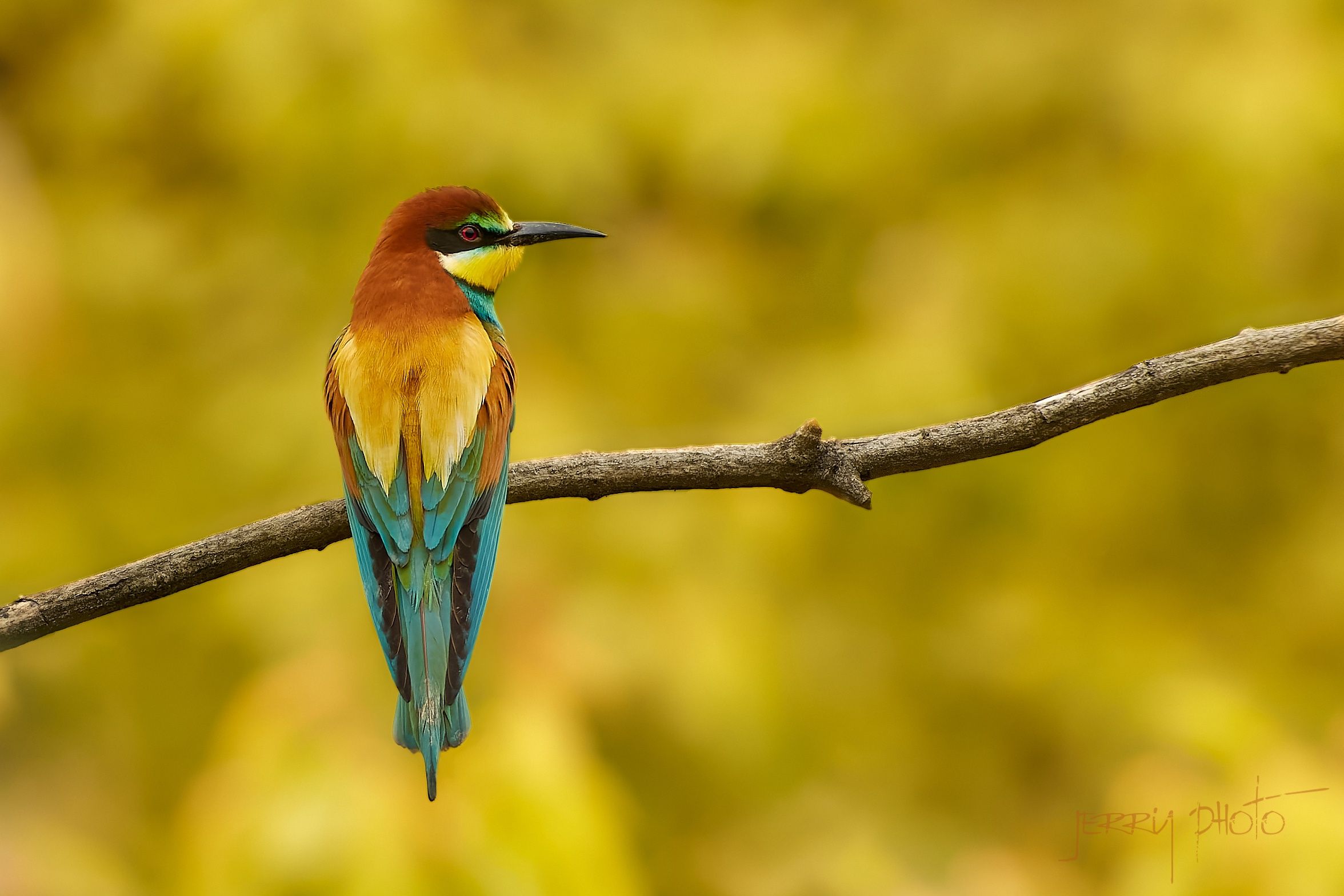 Vlha pestrá /Merops apiaster/