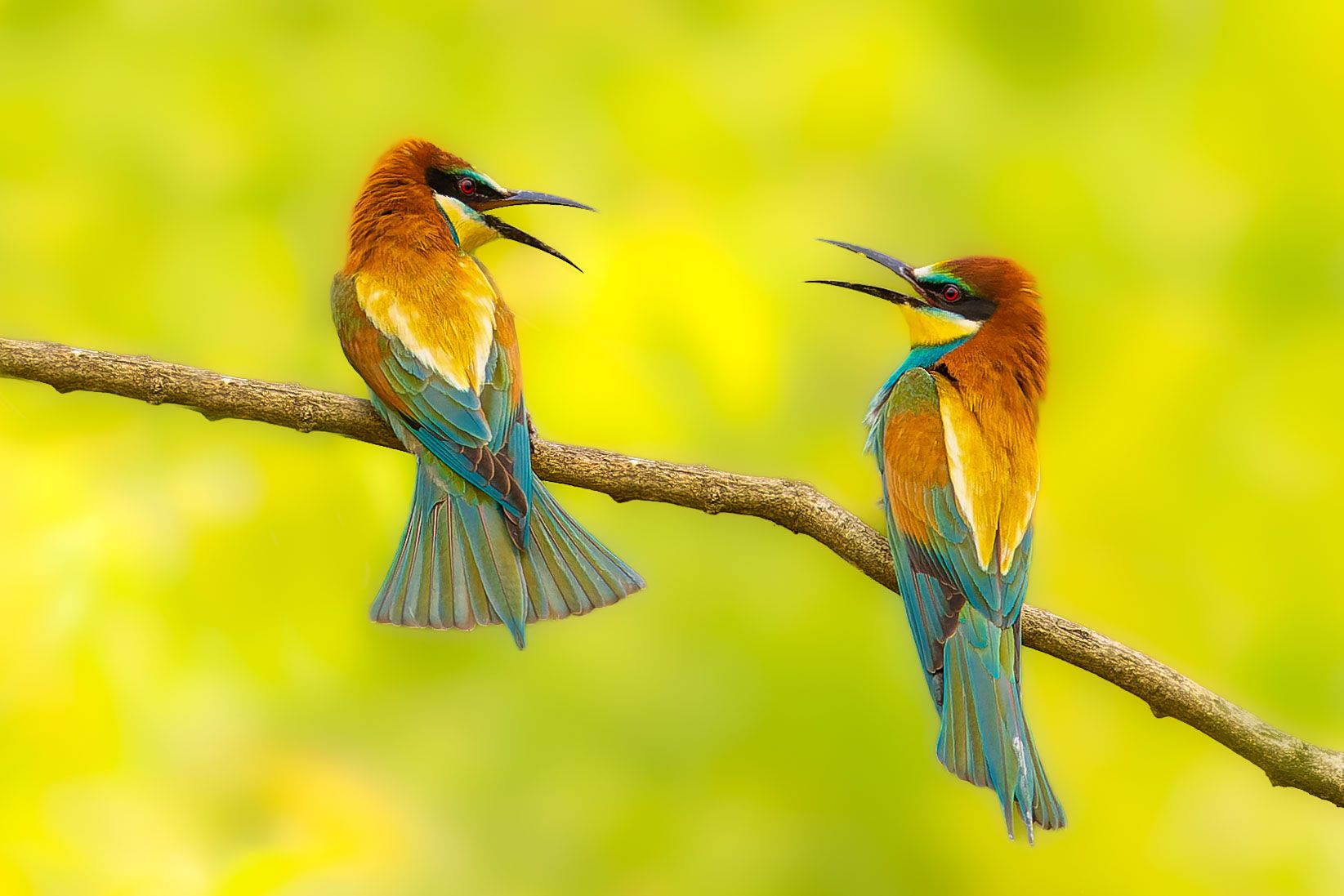 Vlha pestrá - rozhovor