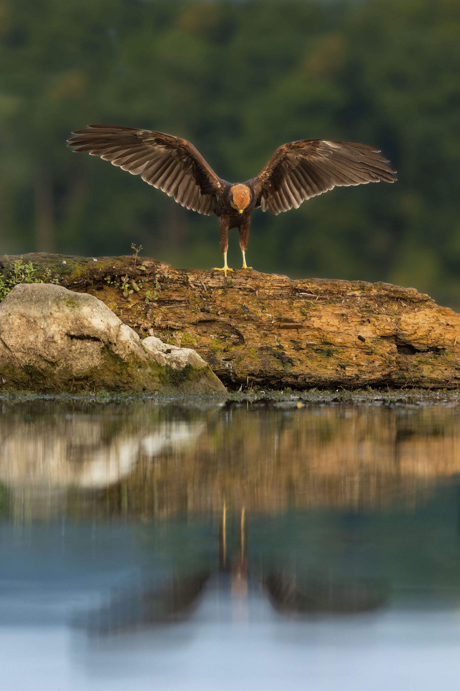 Moták pochop /marsh harrier/ Circus aeruginosus/