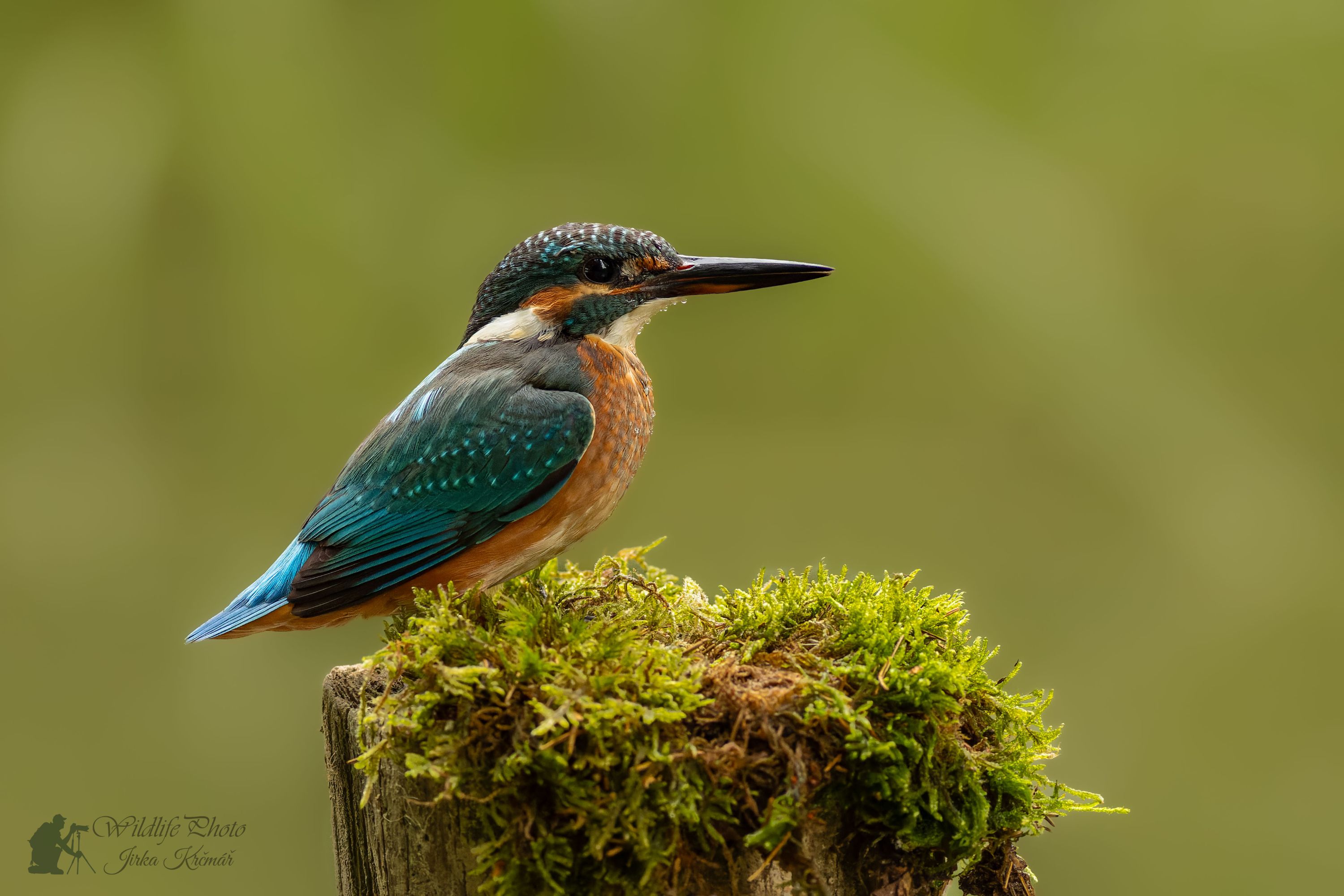 Kingfisher.......