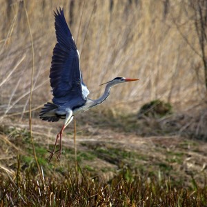 Volavka popelavá ( Ardea cinerea)