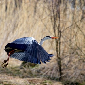 Volavka popelavá ( Ardea cinerea)