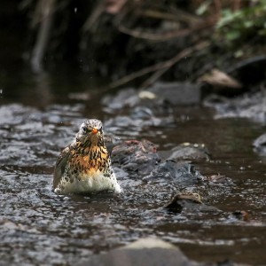 Drozd kvíčala (Turdus pilaris)  Thrush and bath