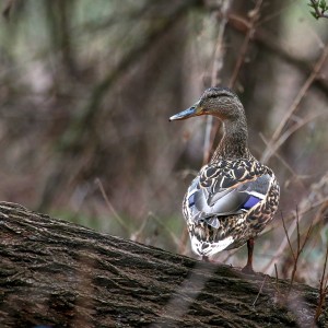 Kachna divoká (Anas platyrhynchos)  Wild duck
