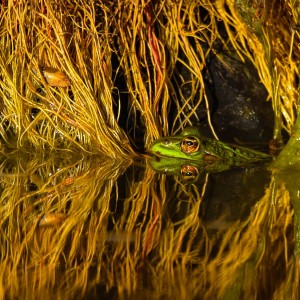 Skokan zelený (Pelophylax)