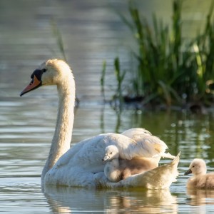 Cygnus olor and joungs