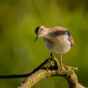Actitis hypoleucos / Pisík obecný/
